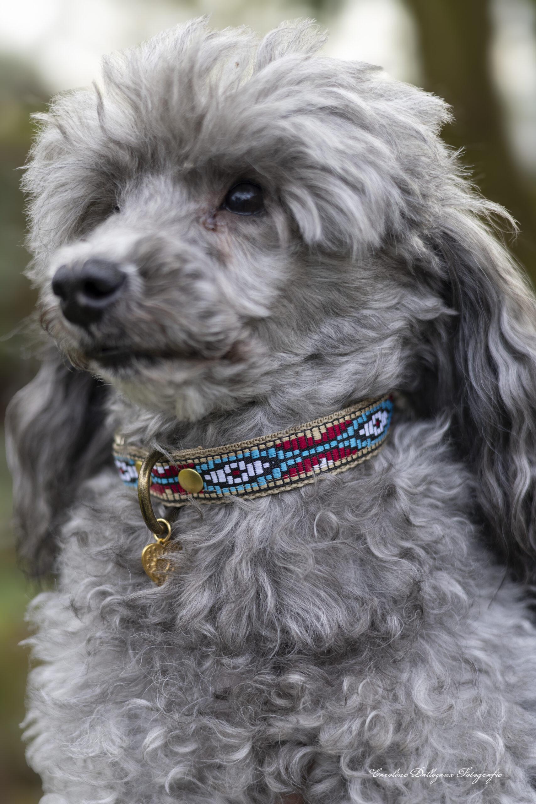 Halsband Liko - Afbeelding 3